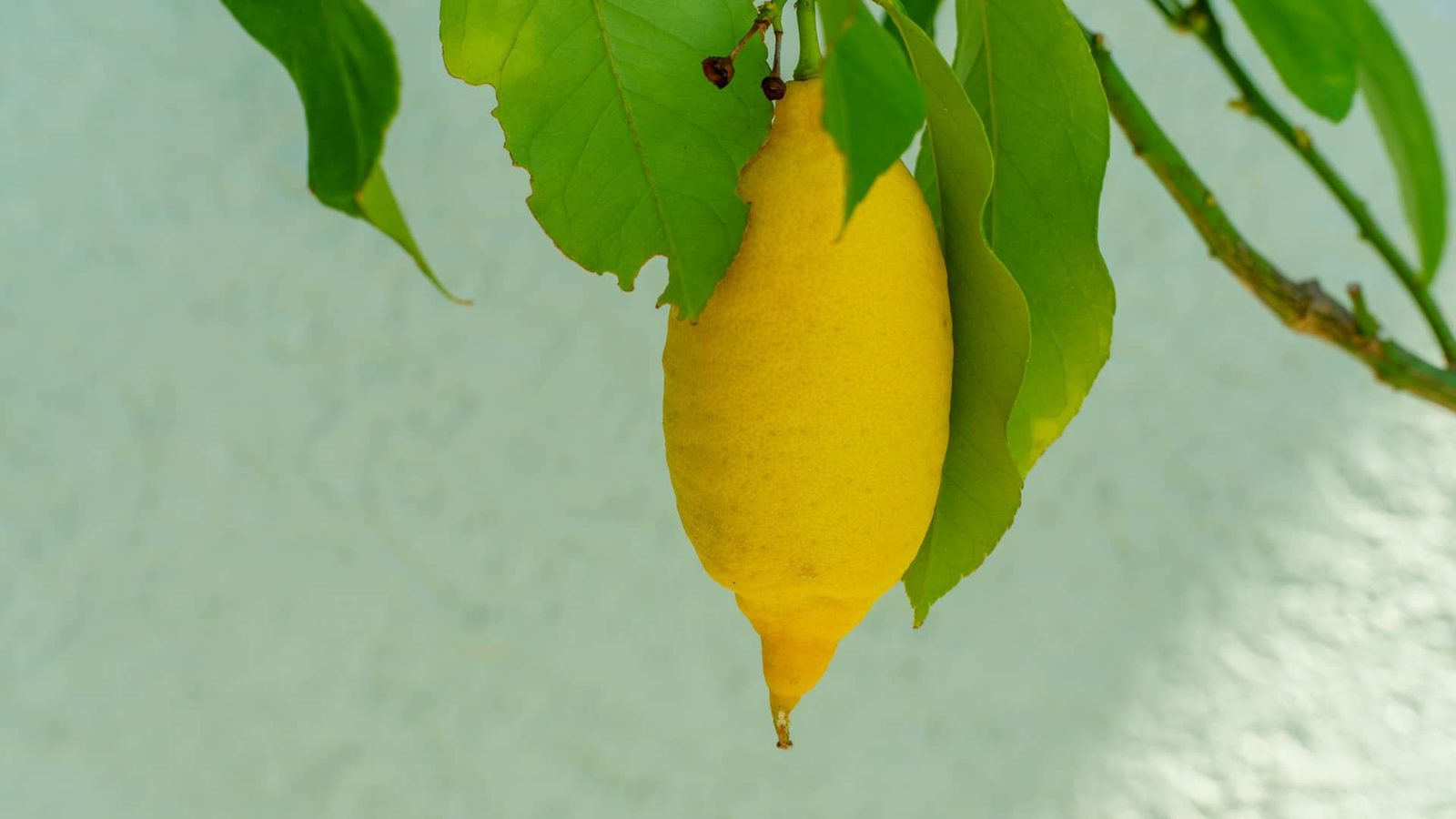 Garten der Pension