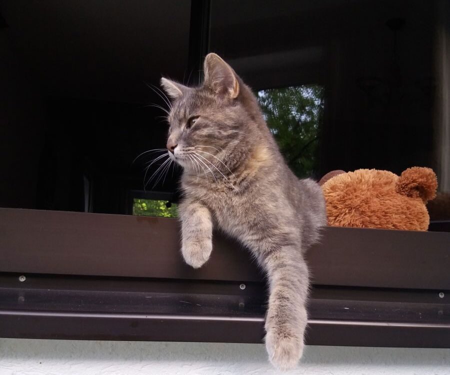 Die Hauskatze der Pension