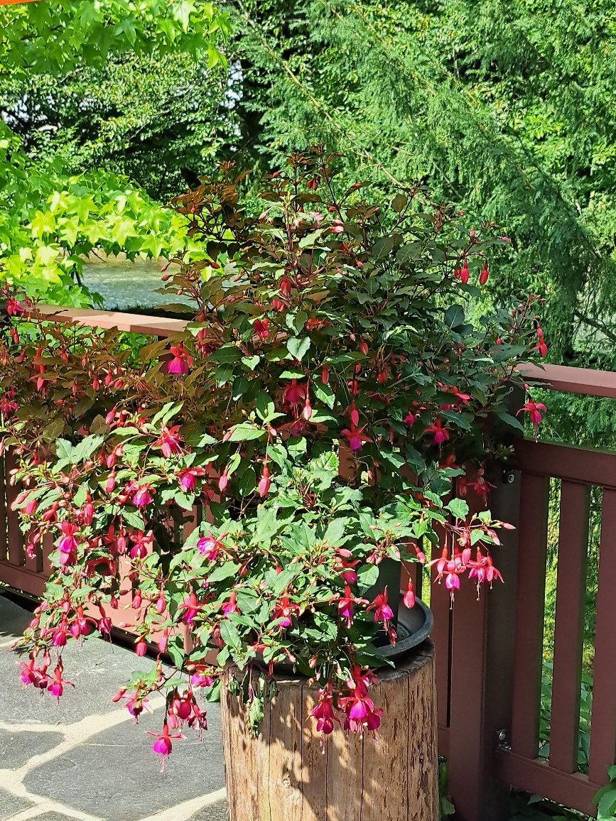 Blühende Fuchsien auf der Terrasse der Pension Wanderruh in Grünau im Almtal