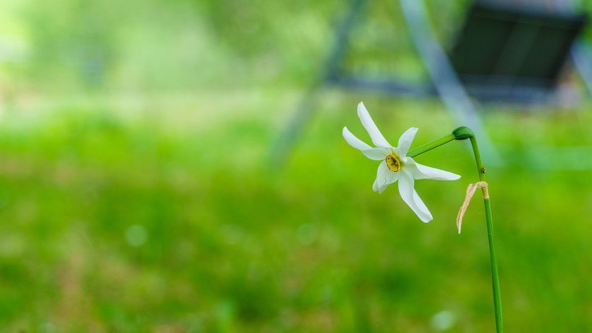 Narzissen im Garten